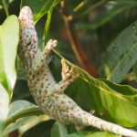 みんなの人気者!?タイの名物爬虫類「トゥッケー」【微閲覧注意】