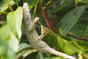 みんなの人気者！？タイの名物爬虫類「トゥッケー」【微閲覧注意】