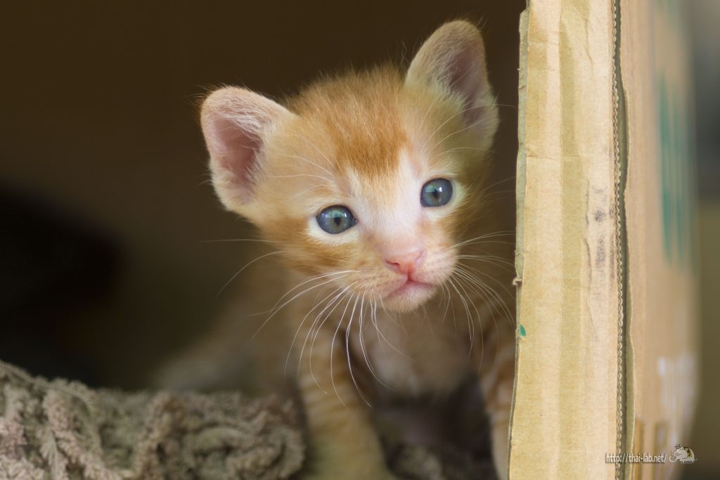 生まれたての子猫【ネコラボ＃03】