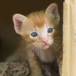 生まれたての子猫【ネコラボ#03】