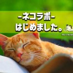-ネコラボ- 始めました。