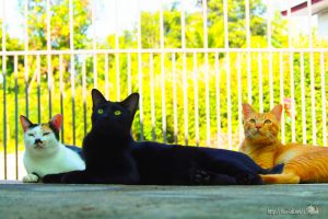 うちの猫たち【ネコラボ＃01】