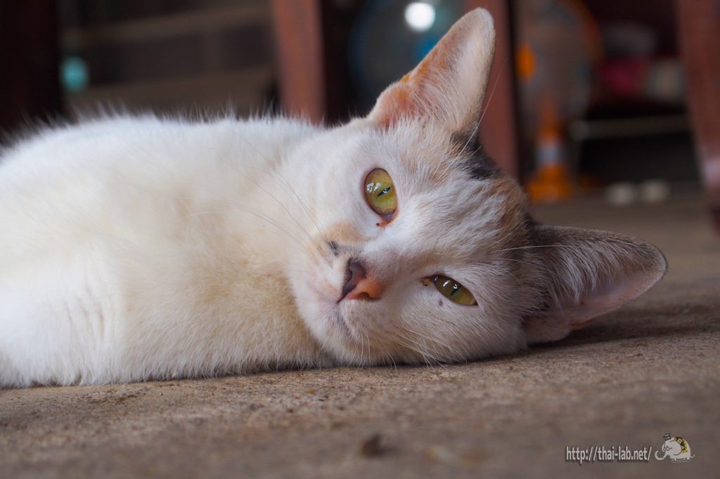 出先で見かけたタイの猫たち【ネコラボ＃02】