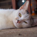 出先で見かけたタイの猫たち【ネコラボ＃02】