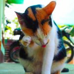タイの猫たちの日常【ネコラボ#07】
