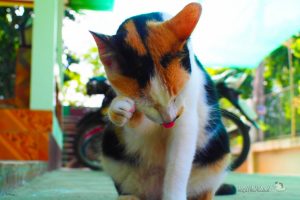 タイの猫たちの日常【ネコラボ#07】