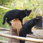 新たな新境地へ！【ネコラボ＃09】