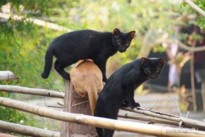 新たな新境地へ!【ネコラボ#09】