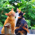 タイで見かけた可愛い猫たち【ネコラボ#04】
