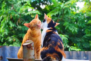 タイで見かけた可愛い猫たち【ネコラボ#04】