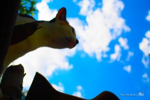 ひげ猫ミケ特集【ネコラボ#08】