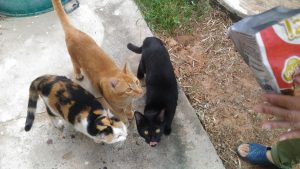 ネコラボ#番外編