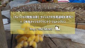 【ちょっとだけ閲覧注意】タイシルクの生産過程を激写!! ＋【有名タイシルクブランド】ジムトンプソン