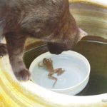 水辺の猫たち【ネコラボ#12】