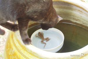 水辺の猫たち【ネコラボ#12】