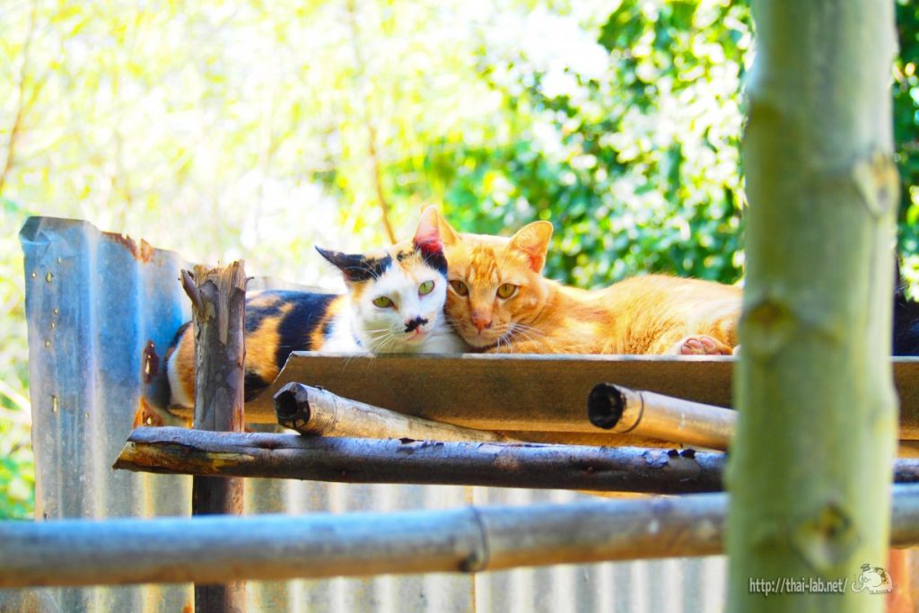 ミケとチャンツー特集【ネコラボ＃14】