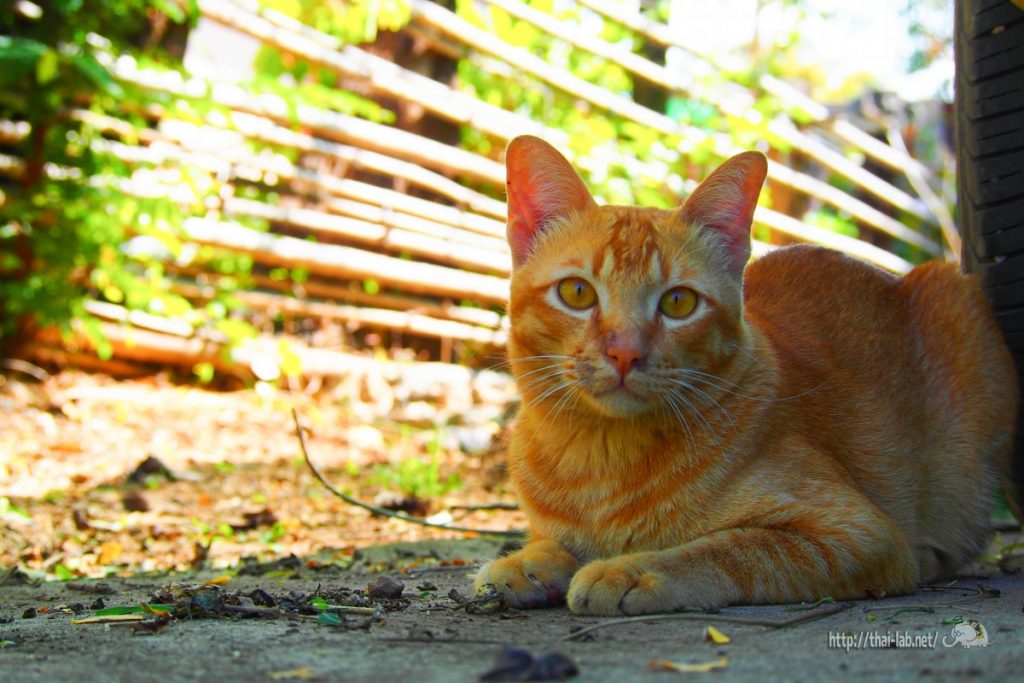 庭でじゃれるタイの猫たち【ネコラボ＃13】