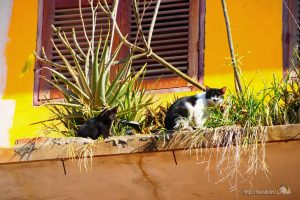 ビエンチャンの古い街並みで見かけたネコたち【ネコラボ＃10】