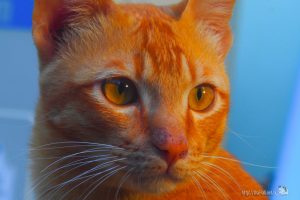 裏庭を見る猫たち【ネコラボ#15】