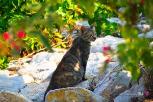 チェンカーン見かけた猫たち【ネコラボ＃16】