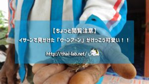 【ちょっと閲覧注意】イサーンで見かけた「ウーンアーン」がけっこう可愛い!!