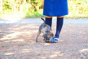 街で見かけた人懐っこい猫【ネコラボ＃17】