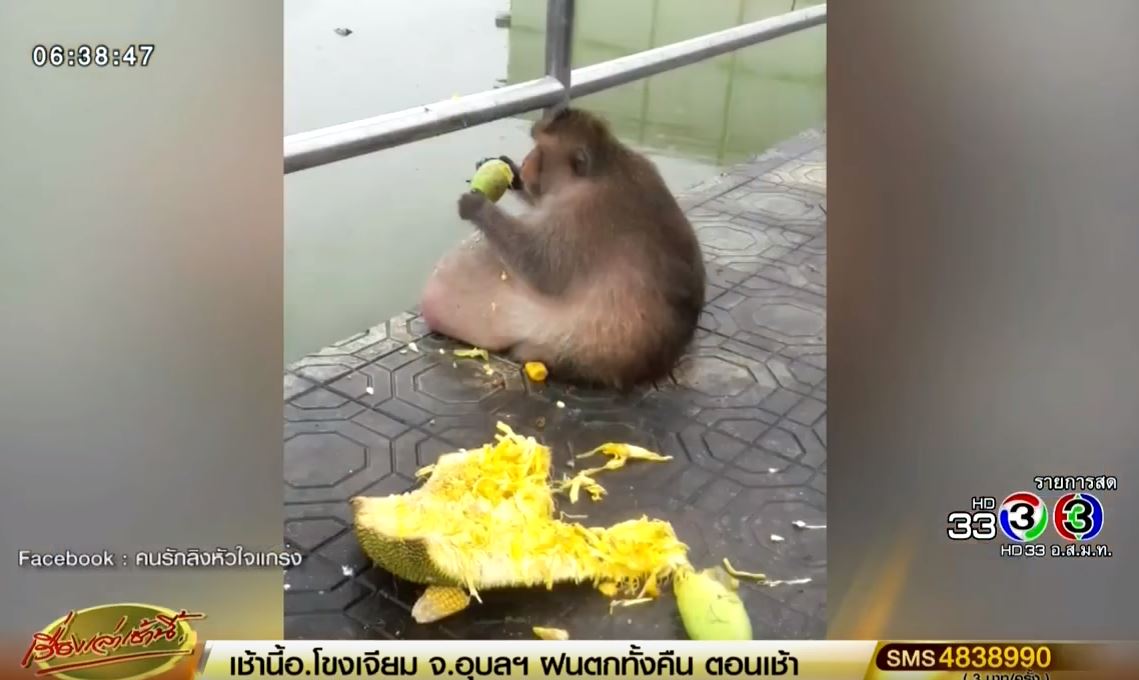 タイ トレンドニュース バンコクでメタボのサルが発見される 驚きの超肥満体