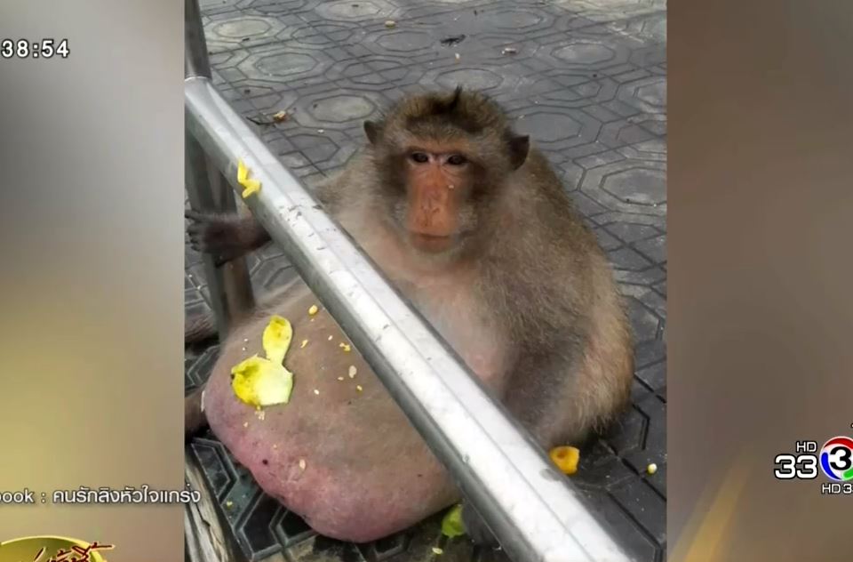 タイ トレンドニュース バンコクでメタボのサルが発見される 驚きの超肥満体