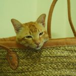 チャンツーはカバンが大好き【ネコラボ＃２１】