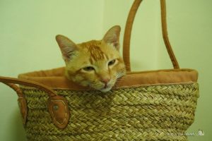 チャンツーはカバンが大好き【ネコラボ#21】