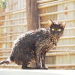 お風呂上がりの猫たち【ネコラボ#19】