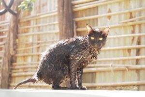 お風呂上がりの猫たち【ネコラボ#19】