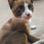 小さな商店で見かけたブラウン猫【ネコラボ#20】