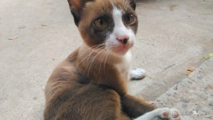 小さな商店で見かけたブラウン猫【ネコラボ#20】