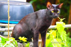 かわいい黒猫「マクロ」特集【ネコラボ#23】