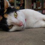 近所の小さな商店で見かけた三毛猫【ネコラボ#22】