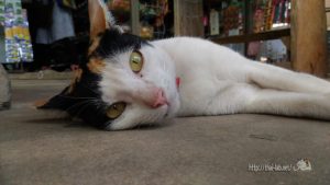 近所の小さな商店で見かけた三毛猫【ネコラボ#22】