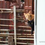 2017/06 我が家の猫たち【ネコラボ#26】