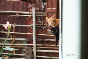 2017/06 我が家の猫たち【ネコラボ#26】