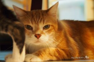 クマ＆ポージャイ【ネコラボ＃２５ 出張スペシャル（前半）】