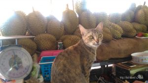 ここ最近見かけたタイの猫たち【ネコラボ#27】