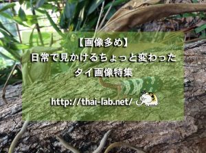 【画像多め】日常で見かけるちょっと変わったタイ画像特集