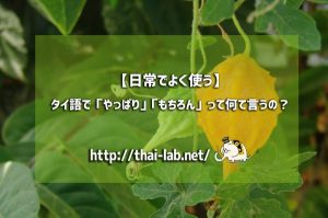 【日常でよく使う】タイ語で「やっぱり」「もちろん」って何て言うの？