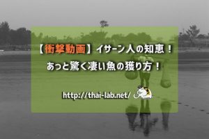 【衝撃動画】イサーン人の知恵!あっと驚く凄い魚の獲り方!