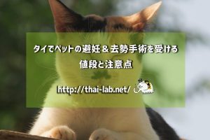 タイでペットの避妊&去勢手術を受ける値段と注意点