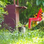 2017/08 我が家の猫たち 【ネコラボ#29】