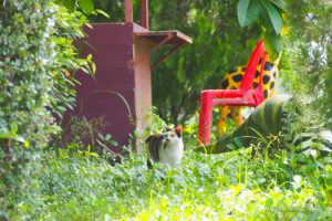 2017/08 我が家の猫たち 【ネコラボ#29】