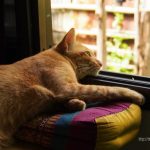 2017年8月29日 フェンス越しの猫たち 【ネコラボ#30】