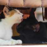 寝てるタイの猫「ネコラボ#31」