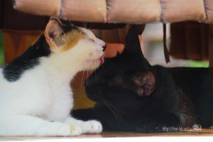 寝てるタイの猫「ネコラボ＃３１」